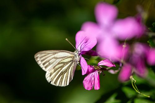 klein geaderd witje op paarse bloem van de Judaspenning
