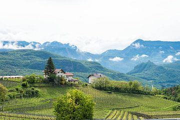 Vineyards in northern Italy with mountains in background by Maureen Materman
