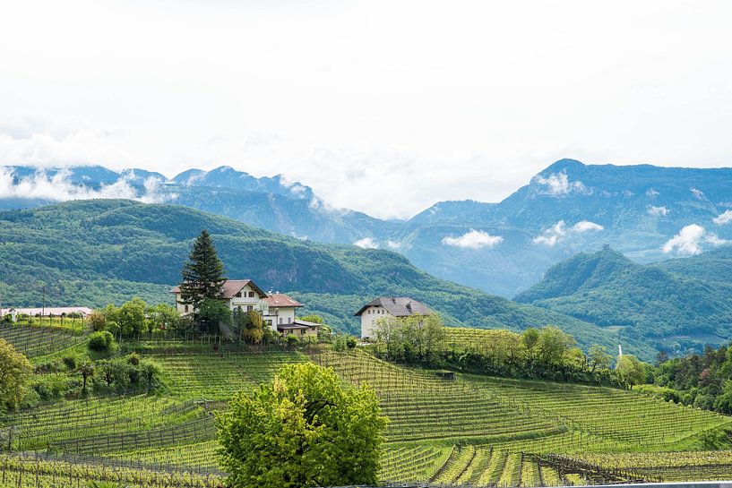 Vignobles dans le nord de l'Italie avec des montagnes en arrière-plan par Maureen Materman