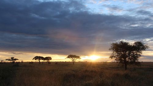 Zonsopkomst in Afrika op de savanne in Tanzania