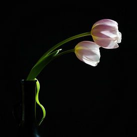 Roze tulpen met zwarte achtergrond van Herman Peters