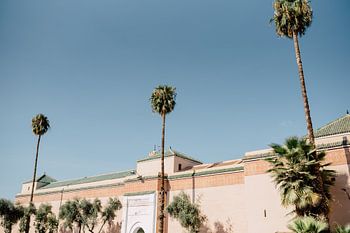 The palm trees of Morocco