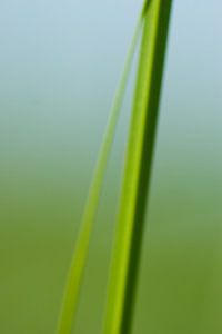 Grass halm 