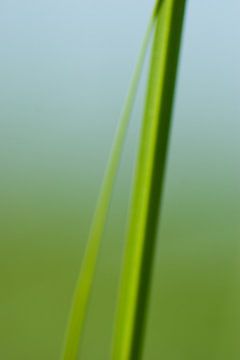 Grass halm  van Sense Photography