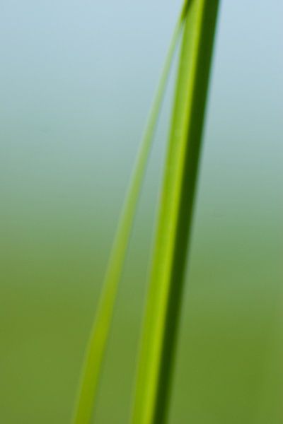 Grass halm  von Sense Photography