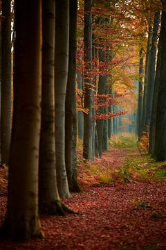 Bomenrij met herfstkleuren van Jenco van Zalk