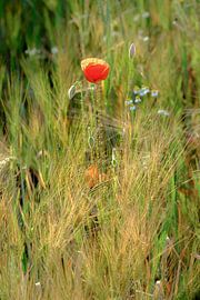 Mohnblume auf einem Feld von martin slagveld