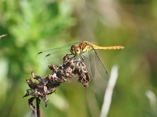 Stone red heidelibel