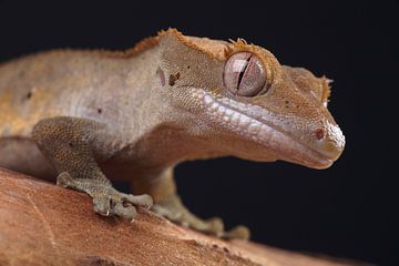 Crested Gecko (Correlophus ciliatus) by Ronald Pol