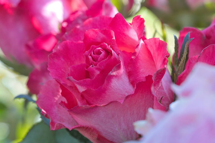 Close-up of a rose in full bloom, bright colours, fine textures. by Martin Köbsch