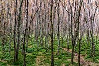 Herfstbos: De stilte aan je muur
