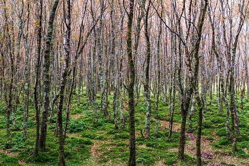Herbstwald: Die Stille an deiner Wand