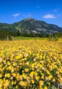 Eine gelbe Blumenwiese von Christa Kramer