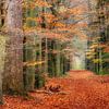 L'atmosphère de la forêt d'automne sur Henk Meeuwes