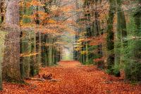 Die Atmosphäre des Herbstwaldes