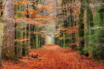 L'atmosphère de la forêt d'automne sur Henk Meeuwes