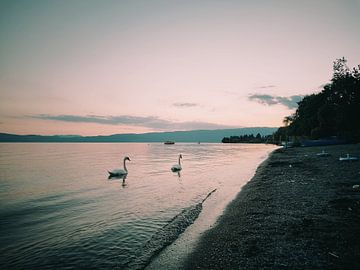 Swan lake van Claudia Micevski