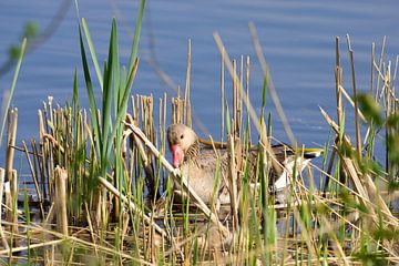 Goose in the reed by Gerard de Zwaan