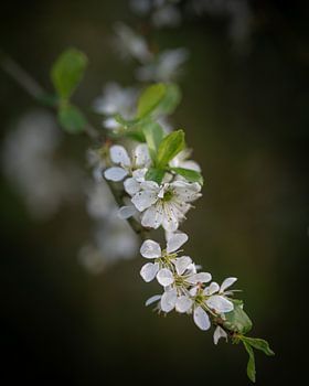 Frühling in der Stille