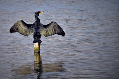 De aalscholver (donkere versie)