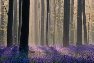 Boshyacinten in bloei in het Hallerbos