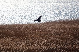 Harrier above the reeds by Ruth de Ruwe