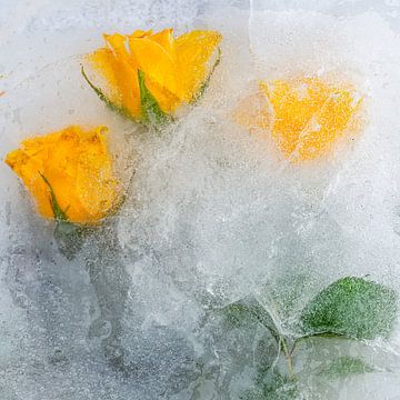gelbe Rosen in Eis von Peter Smeekens