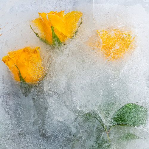 yellow roses in ice