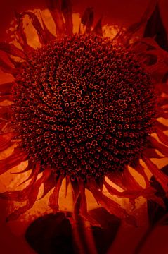 Sonnenblume von Anouschka Hendriks
