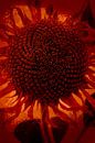 Sonnenblume von Anouschka Hendriks Miniaturansicht