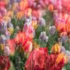 Nederlandse tulpen van Dennisart Fotografie