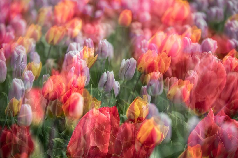 Nederlandse tulpen von Dennisart Fotografie