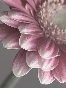 Pastellfarben: Zartes Rosa und Grau