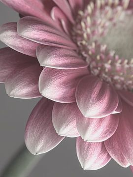 Pastel: Zacht roze en grijs van Marjolijn van den Berg