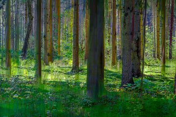 Forêt colorée sur Frans Nijland
