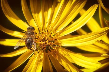 Wespe in Blüte von Kees de Knegt