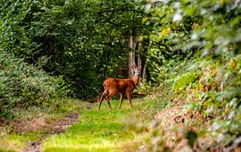 Deer by Thomas Depauw