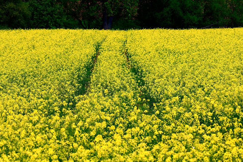 Landscape in May with rape by Thomas Jäger