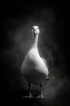 Gans van Poster Art Shop