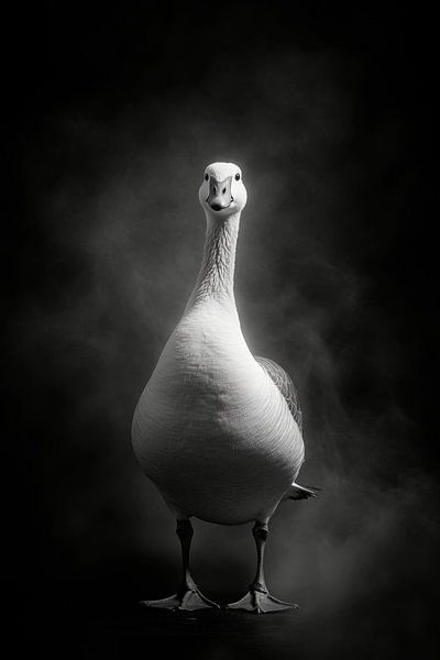 Goose by Poster Art Shop