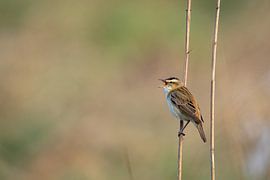 Singing Reed Warbler by Marcel Jagt