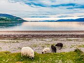 Scottish Blackface schaap bij Loch Linnhe in Schotland van Werner Dieterich thumbnail