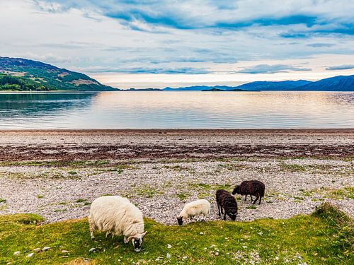 Moutons Scottish Blackface au Loch Linnhe en Écosse
