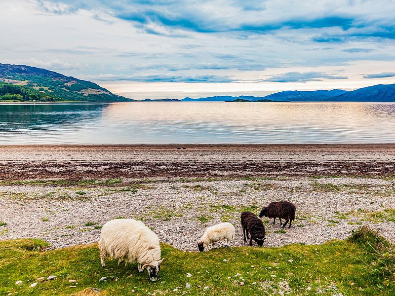Scottish Blackface schaap bij Loch Linnhe in Schotland van Werner Dieterich