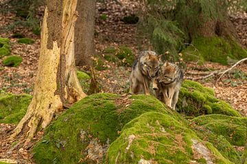 Wolf von Jan Lambert