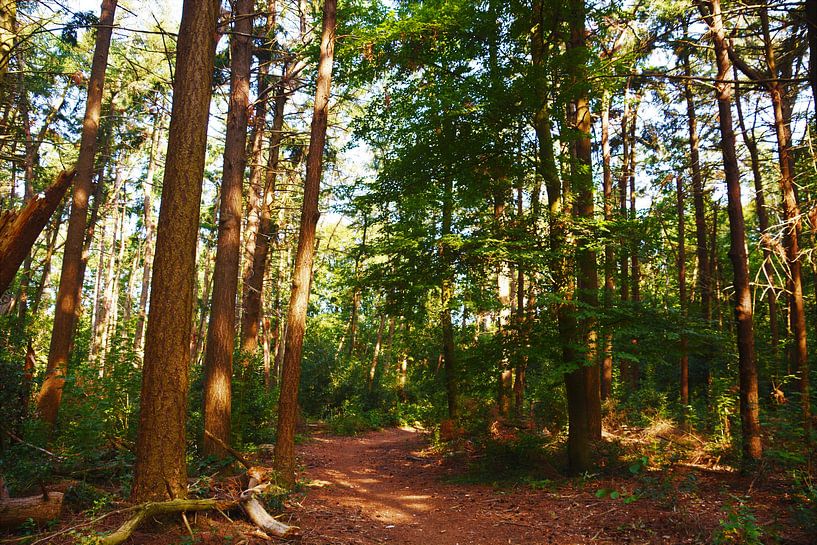 Wandelpad Kocherbos by David van Coowijk