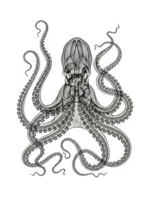 Octopus X-ray