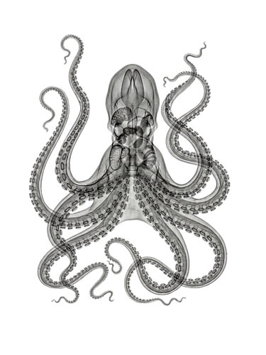 Octopus X-ray