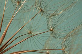 Peace and simplicity: Golden fluff with turquoise background, landscape by Marjolijn van den Berg