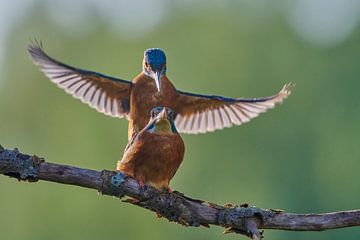 Kingfisher - Mating of two kingfishers